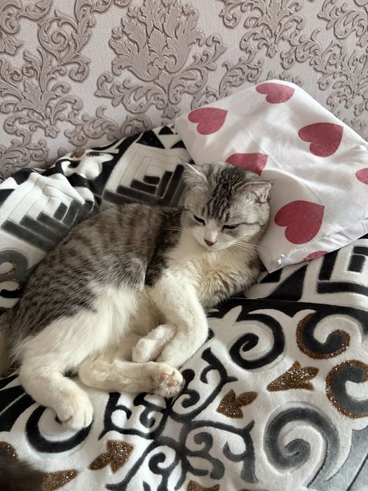 Отдам в добрые руки кошку