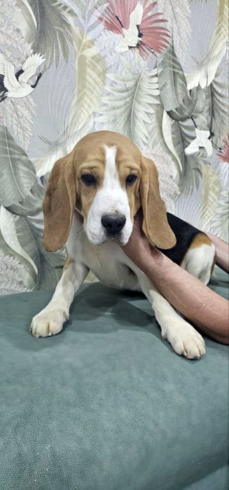 Щенок бигля мальчик