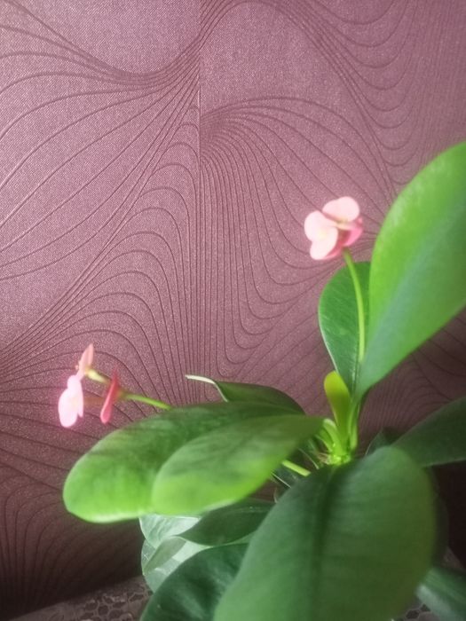 Вечно цветущий молочай