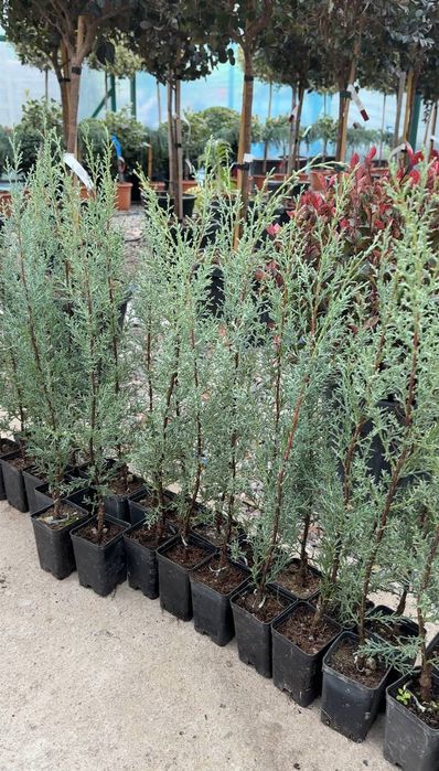 Аризонка кипарис 50-70 сm