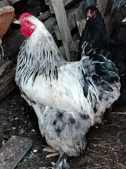 Инкубационные яйца брама