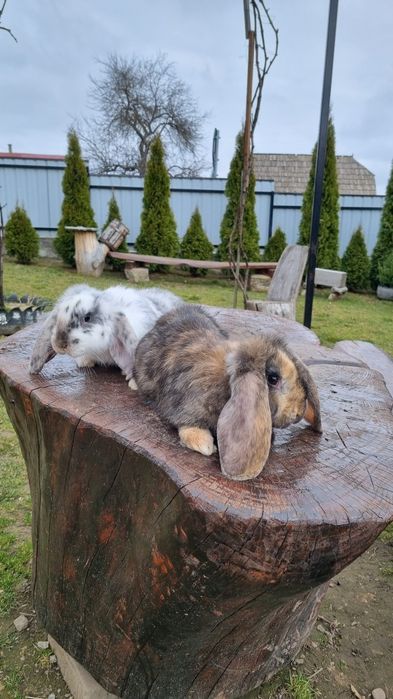 Vând pereche berbec german