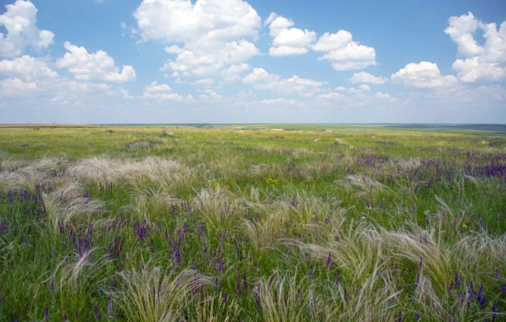 Продам участок 113 гектаров.