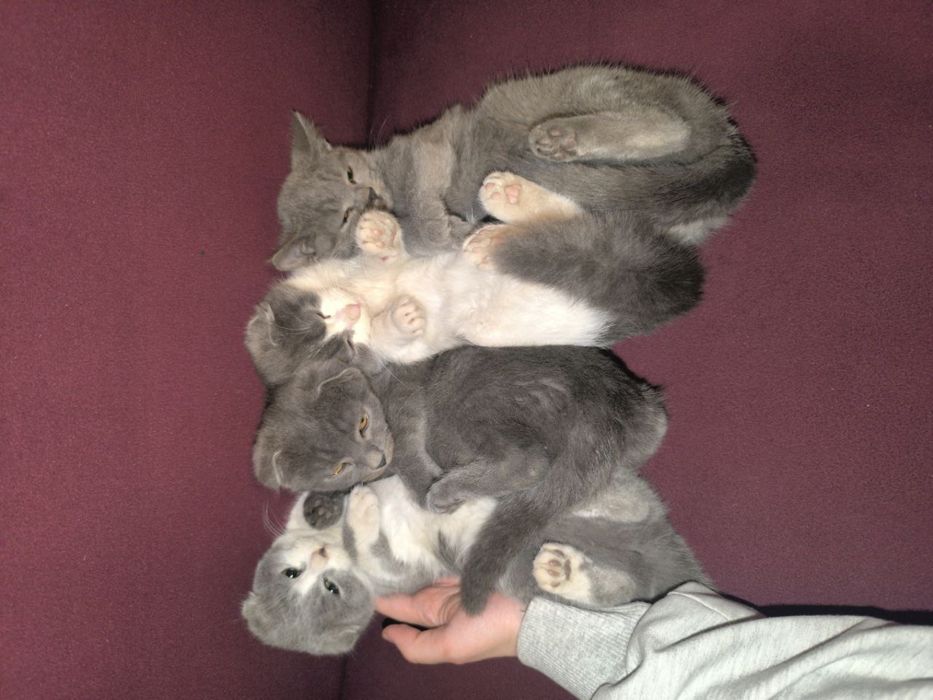 Mushuk bolasi oq va seriy aralash rang