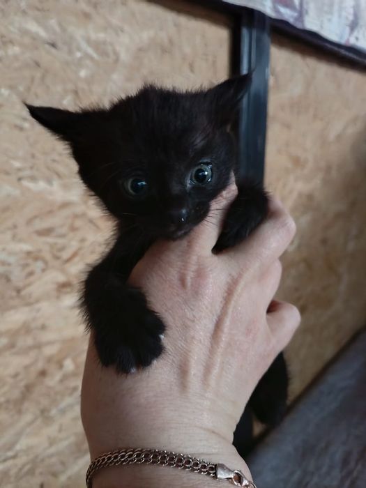 2 котёнка в добрые руки