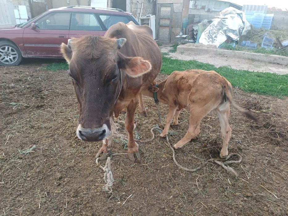 Сауын сиыр бұзауымен