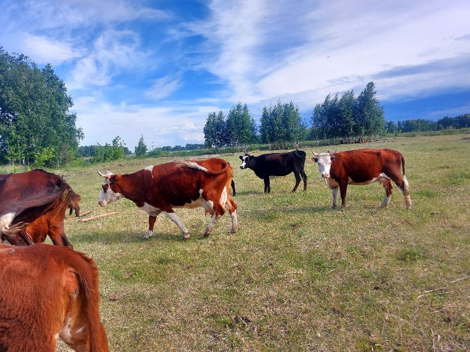 Продам коровы дойные