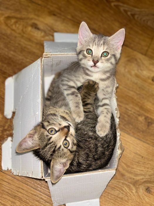 Отдам котят бесплатно