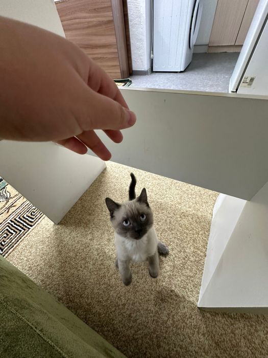 Продам кота 6-7 месяцев