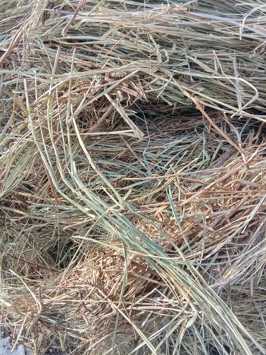 Шөп сатылады Қарқаралы өңірінің