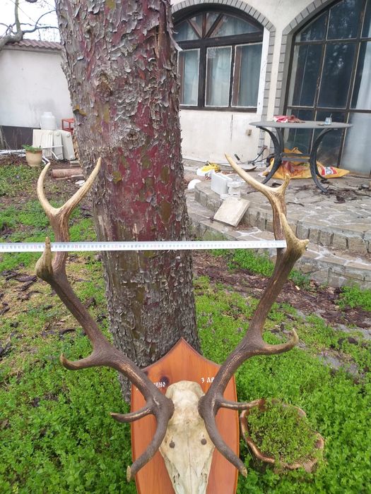 Рога от Елен със стойка