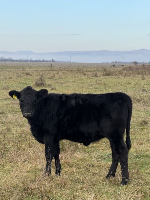 Vand vitele si juninci Angus