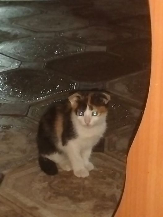 вислоухие кошечки