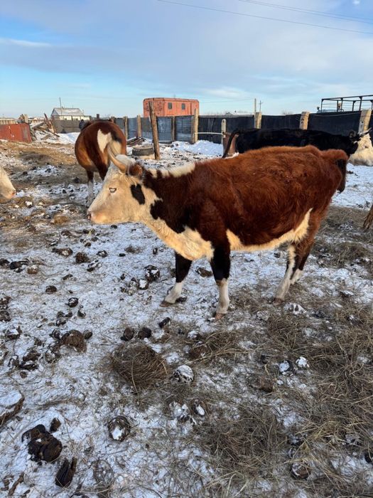 Продам коров стельных