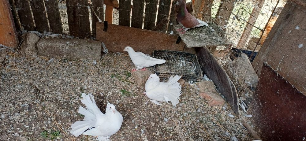 Porumbei Voltați indieni,voltatii normali  jucători și satineti