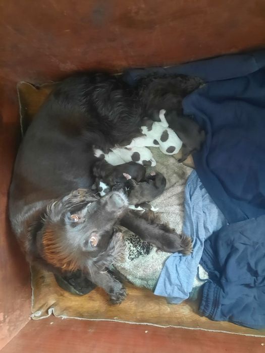 Щенки русского спаниеля