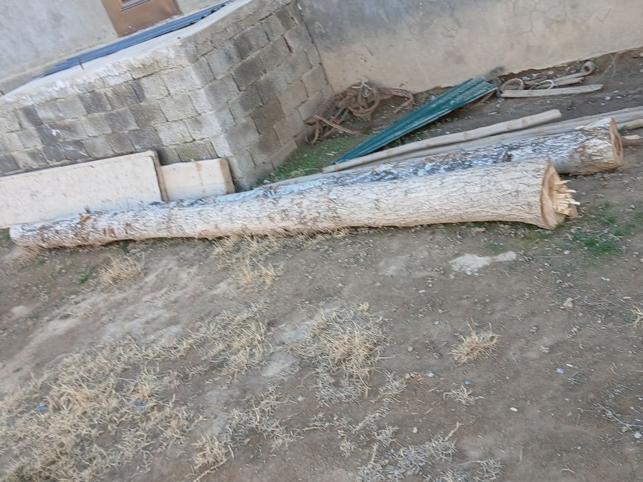 Otin sotiladi urik yongoq