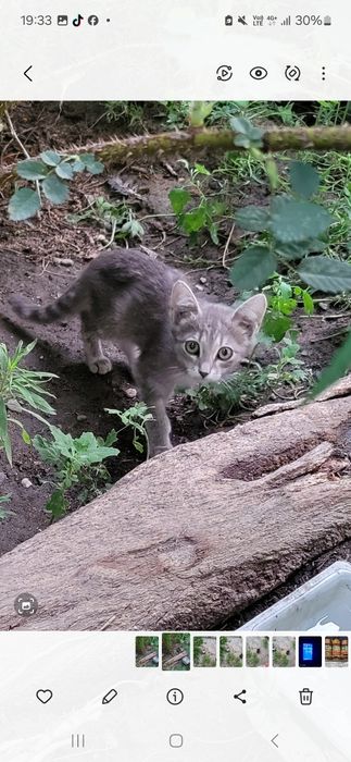 Котята в добрые руки,