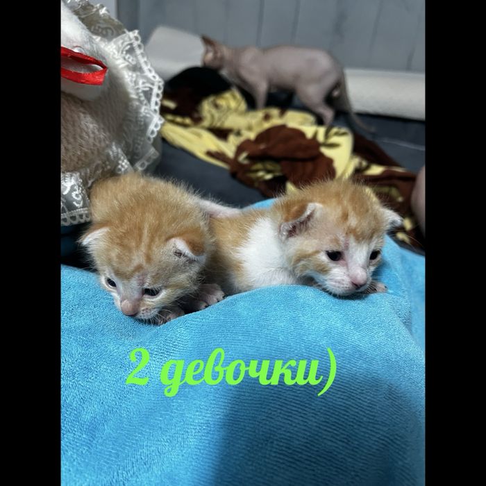 Бронь на котят сфинкса!