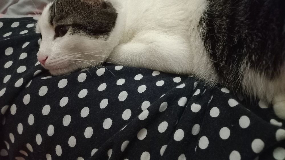 Отдам в добрые руки ласкового котика