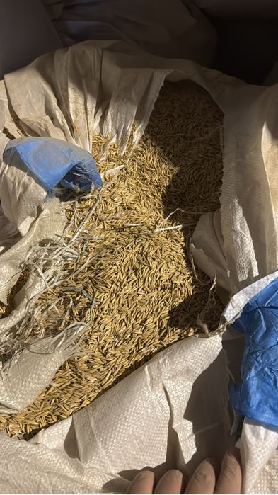 Овес в биг-бэгах и мешках