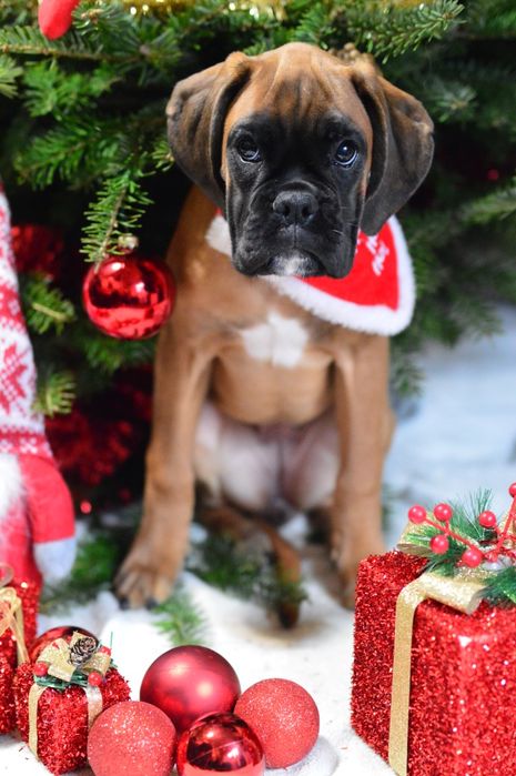 Pui boxer cu pedigree