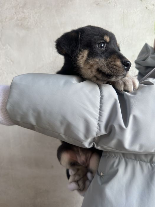 Мальчик щеночек ищет дом