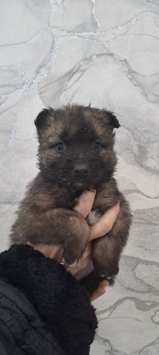 Отдам щенков дворовые