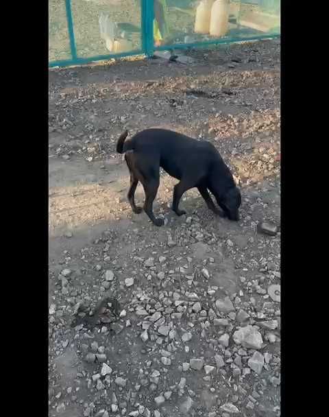 Дик ищет любящих хозяев!