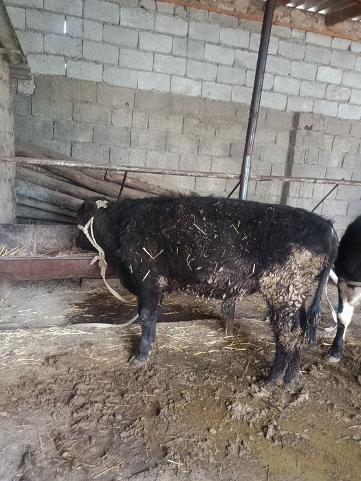 Буқалар сатылады