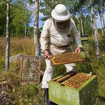 Vand 5 familii de albine