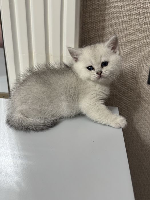 Продаются чисто кровный серебристий шиншиллы котяти