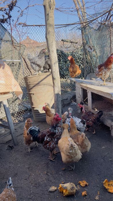 Oua incubat verzi si normale gaini motate golase barboase