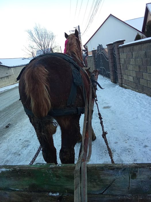 Pereche de cai se face schimb cu un cal mare se mai dă diferența