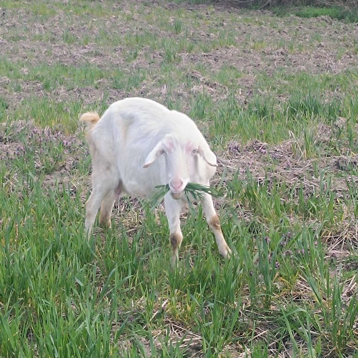 Продавам кози, яре и пръч.