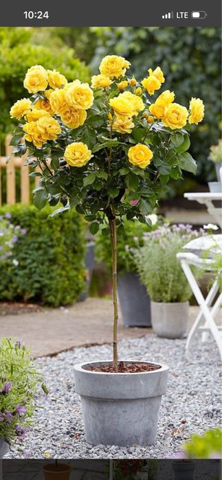 Vand trandafiri pomisor