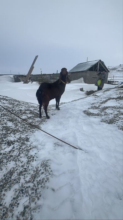 Козел нубиец 100% вязка