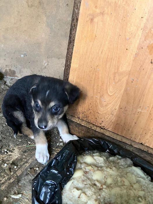 щенки в добрые руки