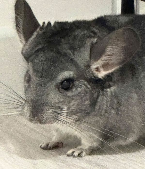 шиншилла мальчик астана