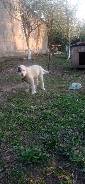 Щенок Алабая 2 месяц