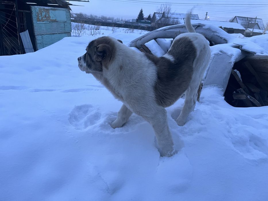 Продам щенка САО