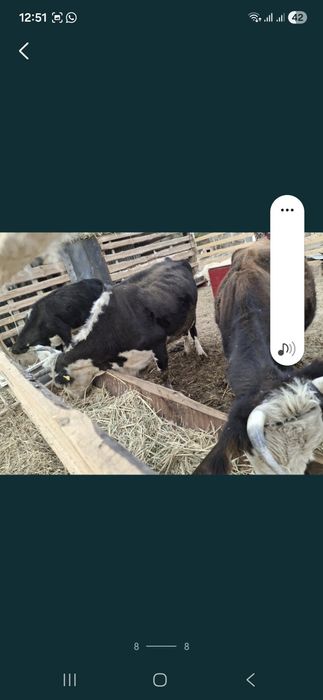 Басбақ сиыр сатылады срочно