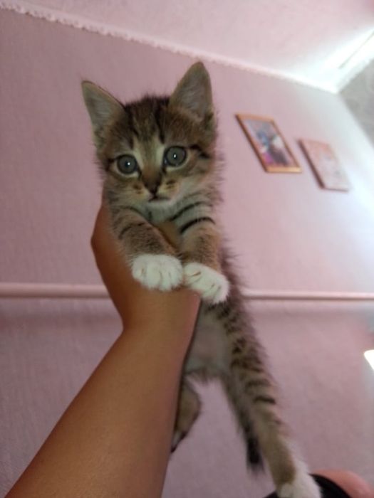 Отдам котят в добрые руки.