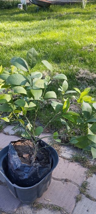 Лимоны цаетущие с плодами плюс подарок