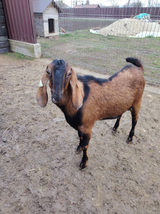 Vând țap Aglo Nubian rasă pură cu pedigree, vârsta 1 an