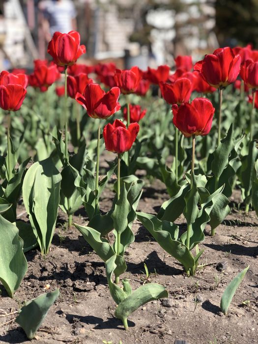 Домашние тюльпаны с грядки