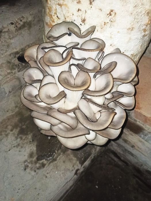 Семена Грибов Вешинки. Ка 17