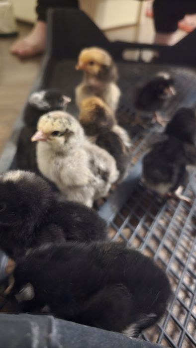 Цыплята суточные