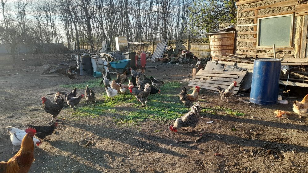 Cocoși de vanzare cine dorește