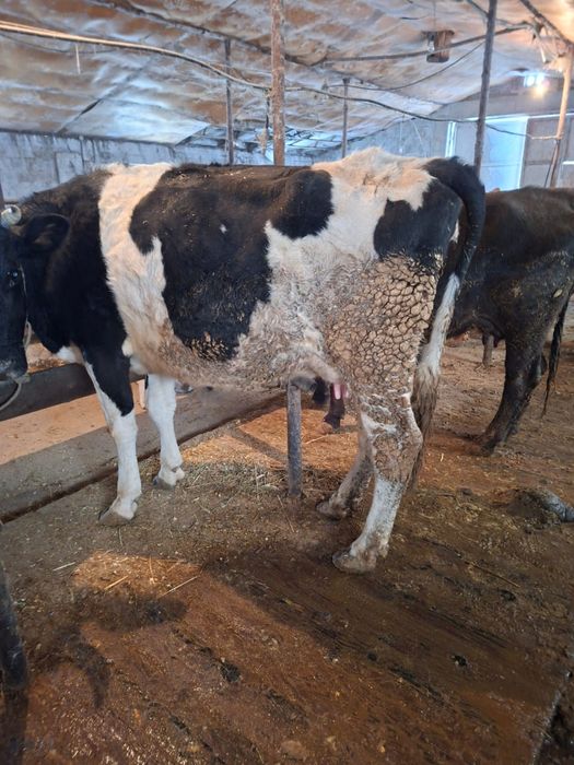 Продаю дойных коров